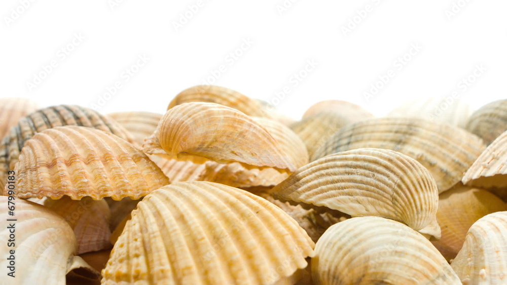 sea shells sea shells