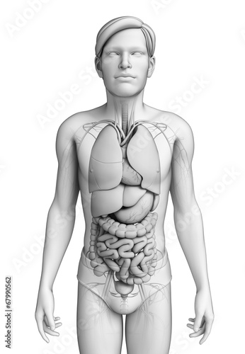 Digestive system of male anatomy