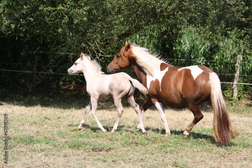 Jument et poulain qui trottent