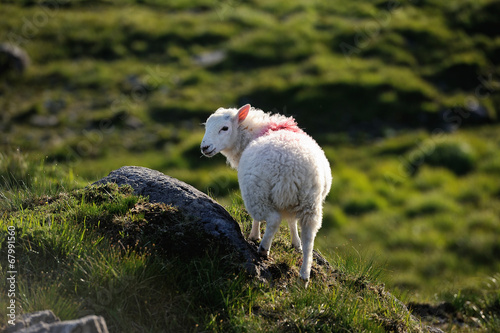 A lonely sheep photo
