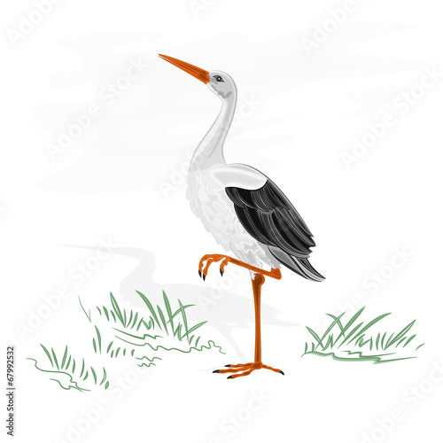 Stork white wild water bird vector illustration