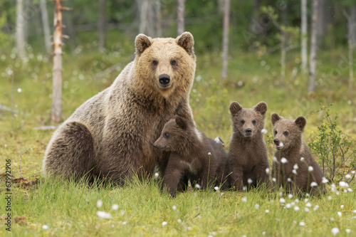 Famiglia orsi photo
