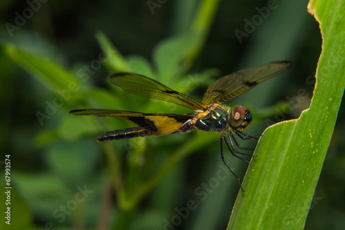 Close-up of dragonfly © prwstd
