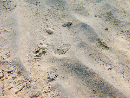 Spiny flounder