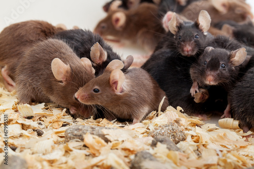 Group of Mouses