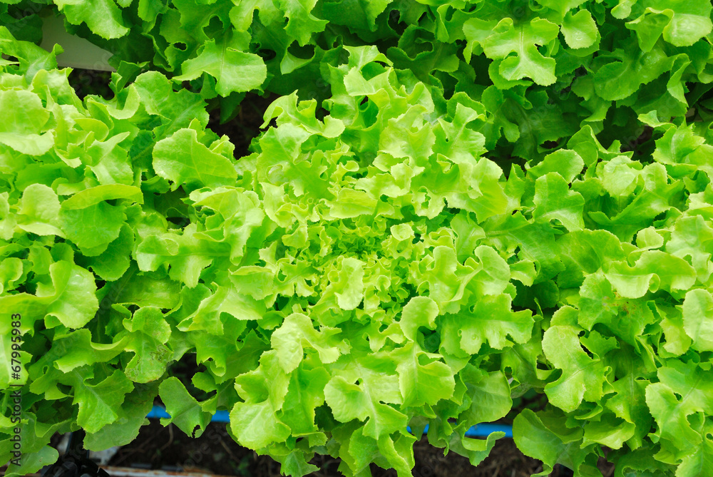 Red oak, green oak, cultivation hydroponics green vegetable in f Red oak, green oak, cultivation hydroponics green vegetable in f