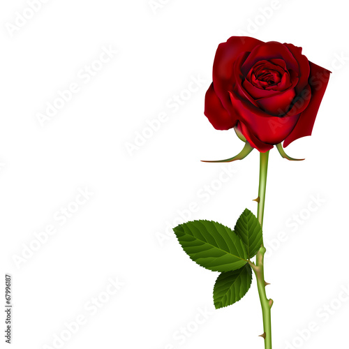 Red Rose, vector