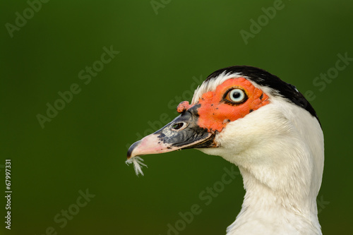 Portrait of a Muscovy duck (Cairina moschata). photo