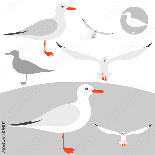 Seagull