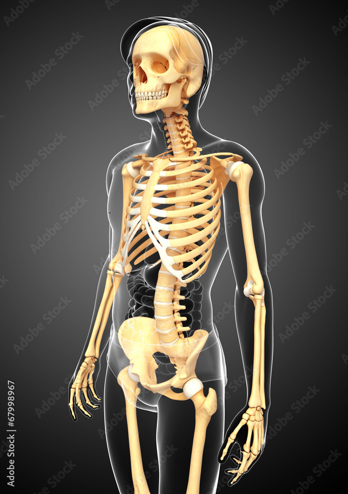 Male skeleton side view Male skeleton side view