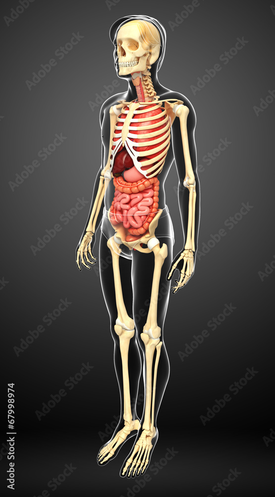 Male skeleton and digestive system Male skeleton and digestive system
