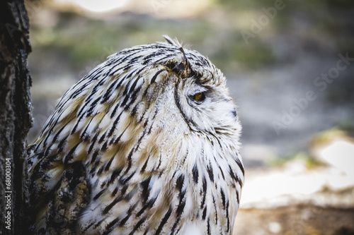 Spanish owl in a medieval fair raptors