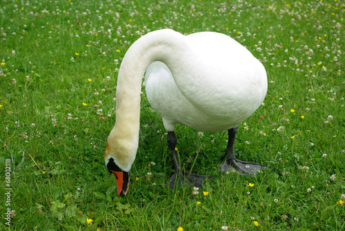 Canard blanc