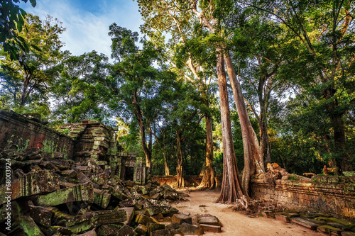 Jungle Forest at Angkor Wat Area