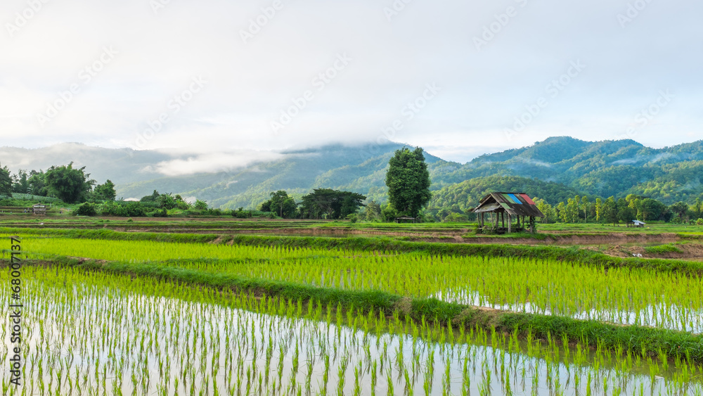 hut in rice farm field