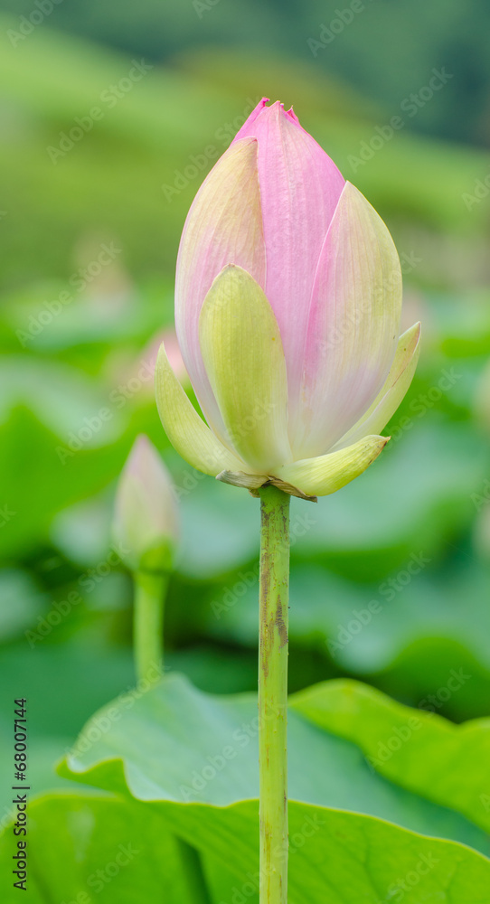 Oga lotus flowers in Korakuen garden Japan Oga lotus flowers in Korakuen garden Japan