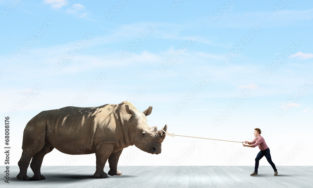 Obraz premium Rhino on lead
