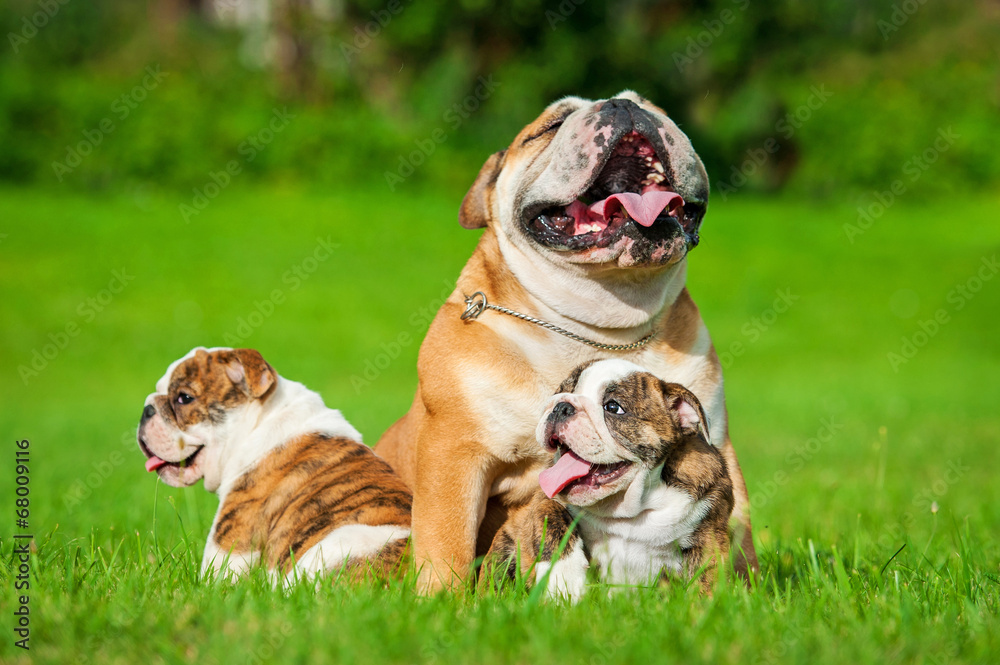 English bulldog  with puppies