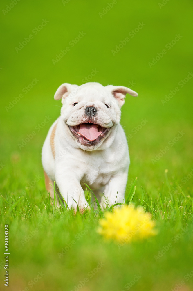 English bulldog puppy playing with a ball