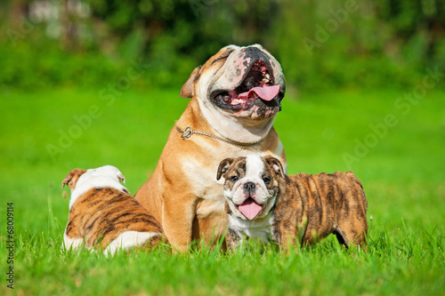 English bulldog with puppies