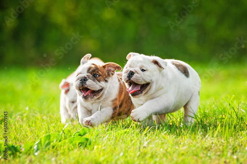 English bulldog puppies running outdoors