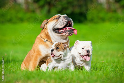 English bulldog with puppies