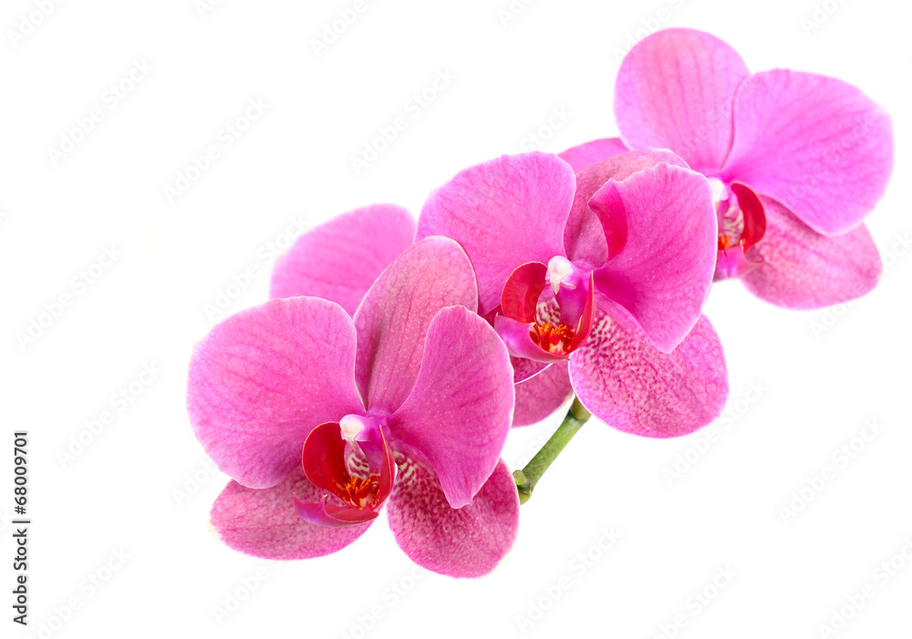 Fototapeta premium Orchid flower