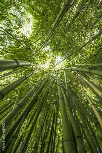 bamboo forest