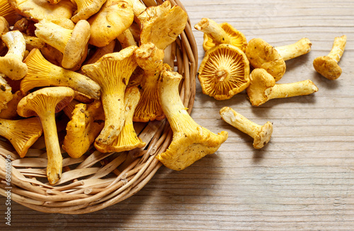 Cantharellus cibarius, commonly known as the chanterelle,
