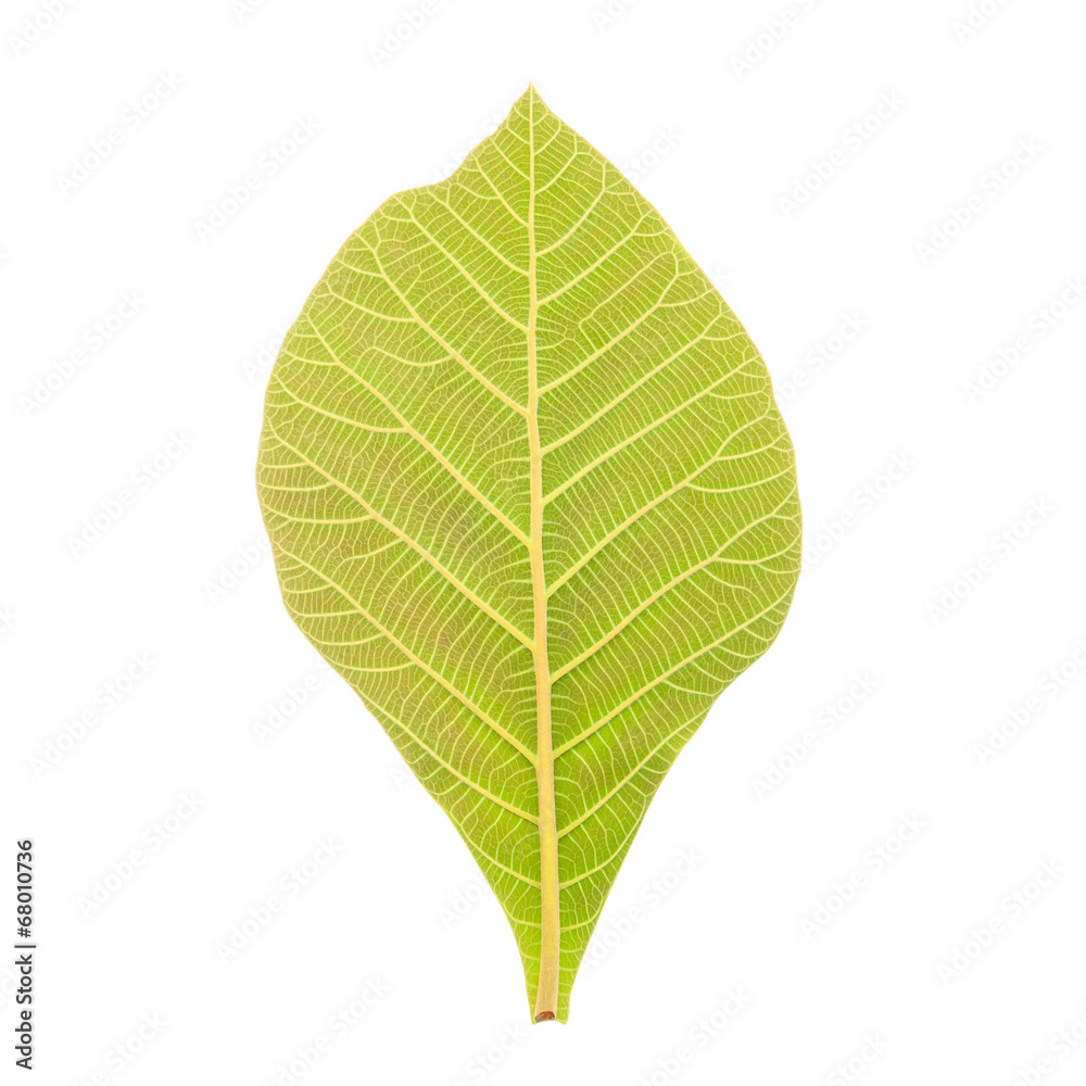 Obraz premium Teak Leaf Clipping Path on white background
