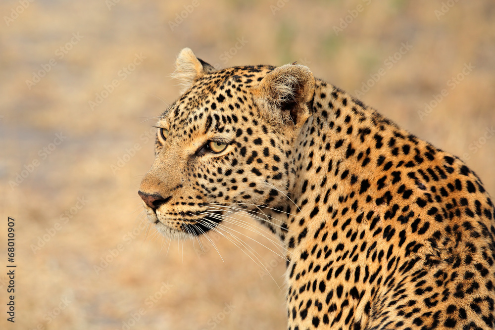 Obraz premium Leopard portrait