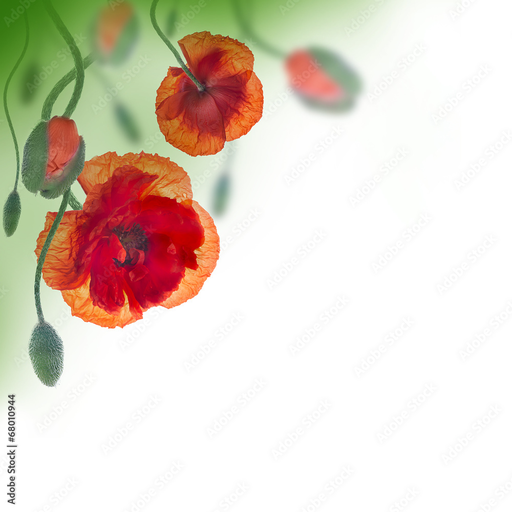 Red poppies field and blue cornflowers, floral background - obrazy, fototapety, plakaty 