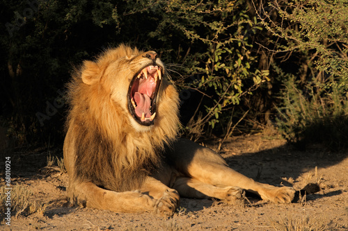 Male African lion yawning