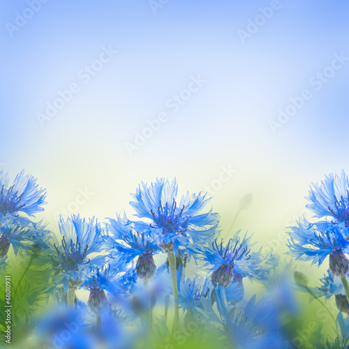 Wild blue cornflowers, floral background