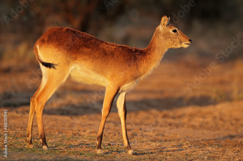 Fototapeta Naklejka Na Ścianę i Meble -  Red lechwe antelope