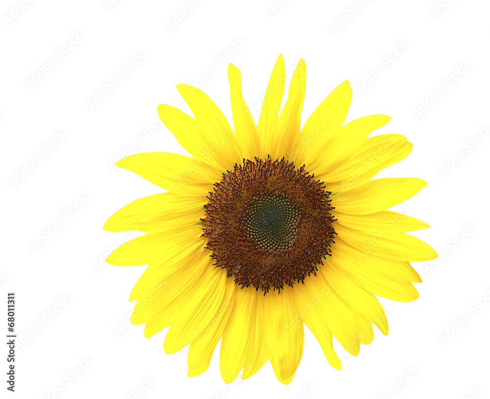 Fototapeta premium Sunflower Isolated and Clipping Path