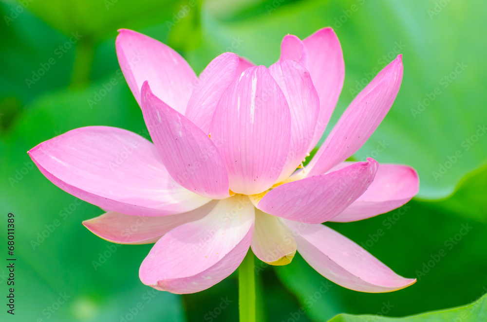 Oga lotus flower in Korakuen garden Japan Oga lotus flower in Korakuen garden Japan