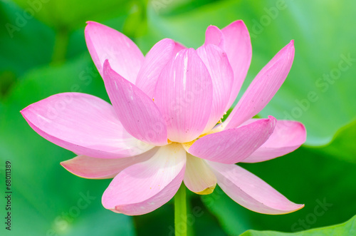 Oga lotus flower in Korakuen garden Japan