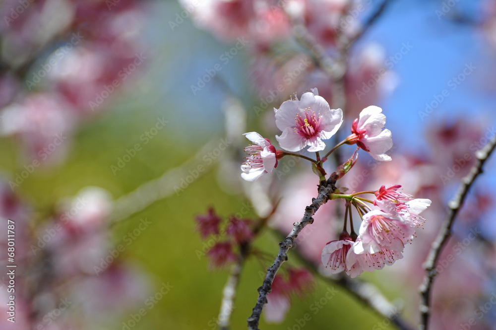 桜