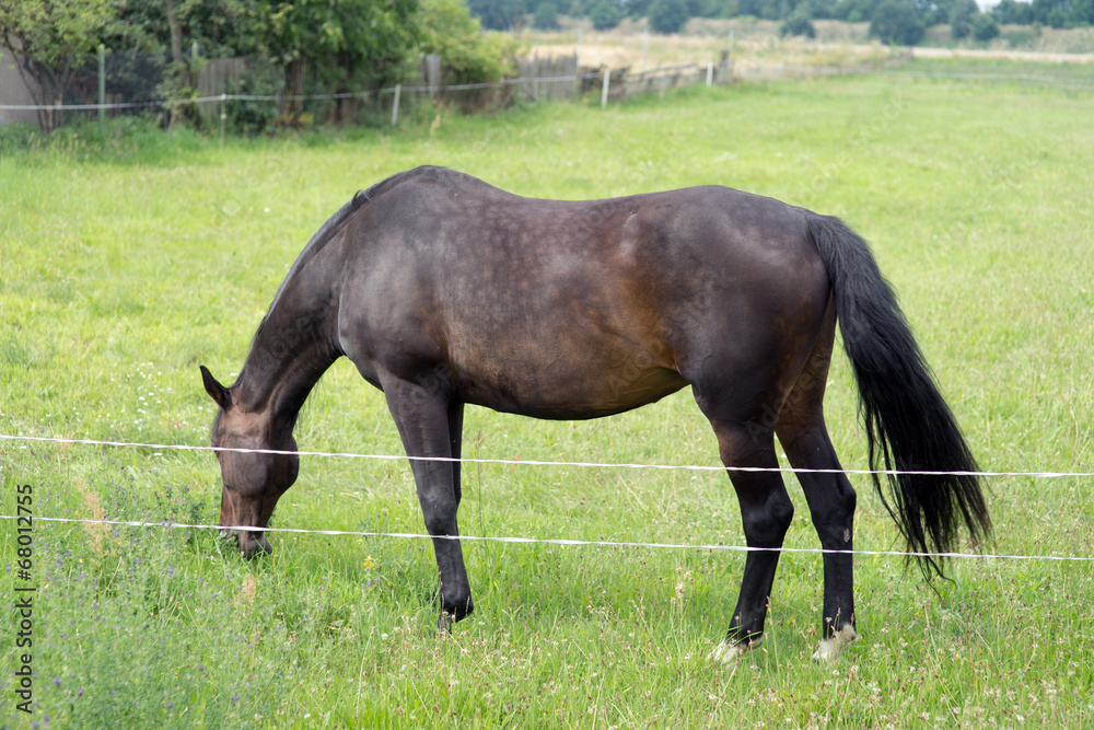 schwarzes Pferd auf einer Koppel
