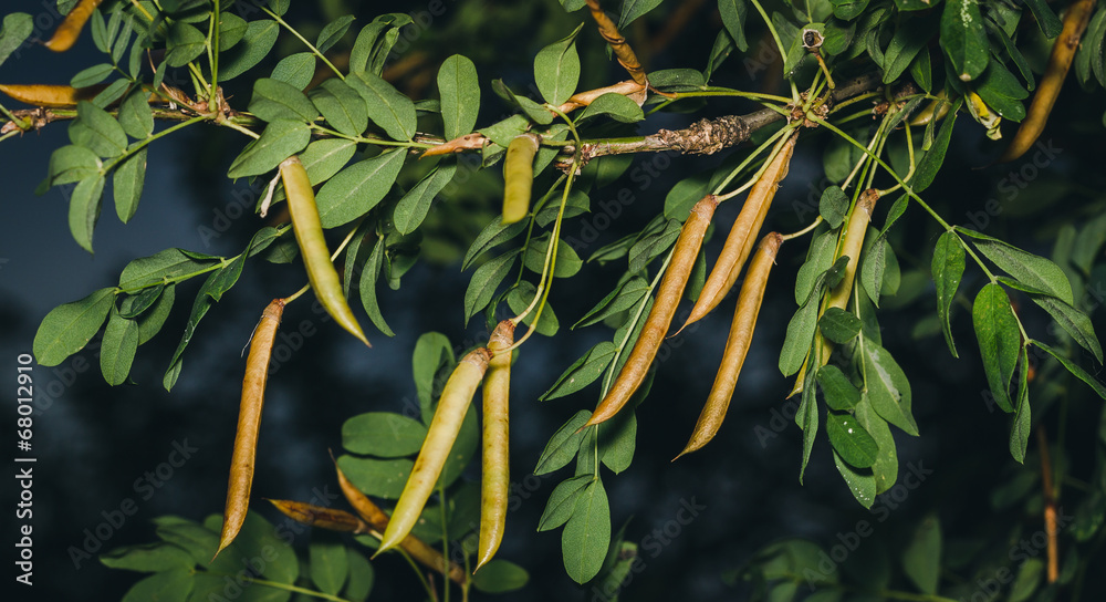 Obraz premium Caragana tree, yellow acacia, Caragana arborescens