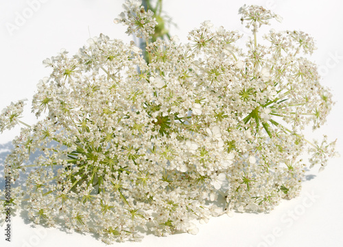 Wilde Möhre - Daucus carota