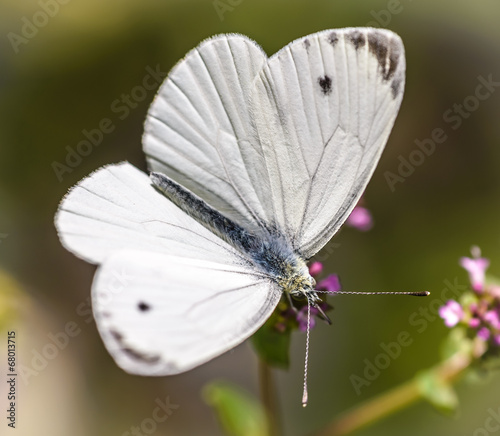 Large Cabbage White (Pieris brassicae) photo