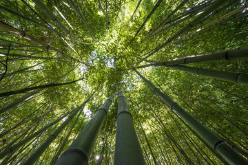 Keuken achterwand Bamboe Levendige bamboe in natuurlijk bos  © Vera Kuttelvaserova