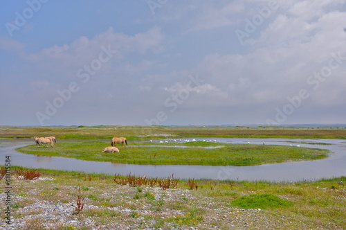 baie de Somme photo