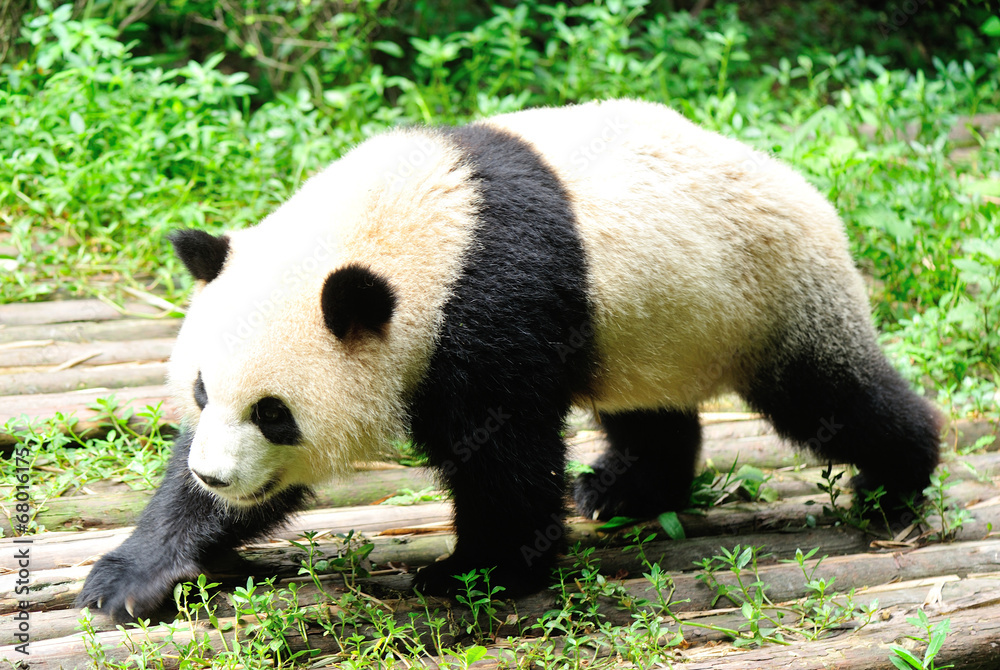 Obraz premium giant panda at forest