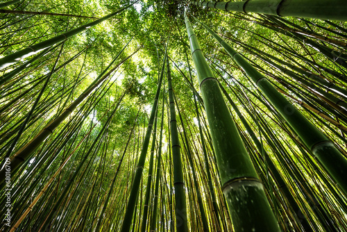 bamboo forest - fresh bamboo background
