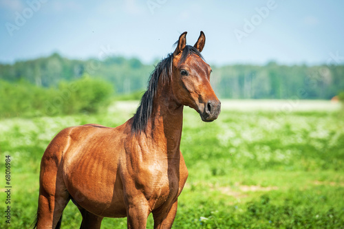 Portrait of young arabian horse