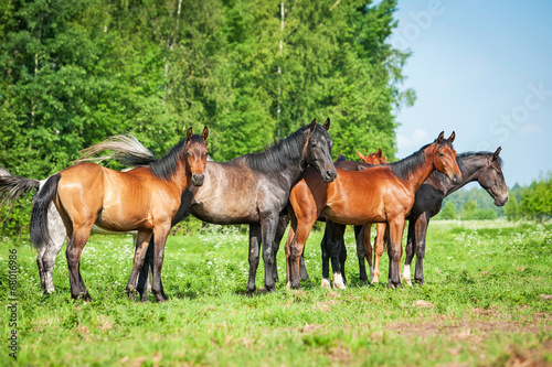 Herd of horses on the pasture