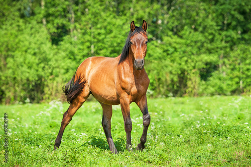 Young bay horse in the pasture